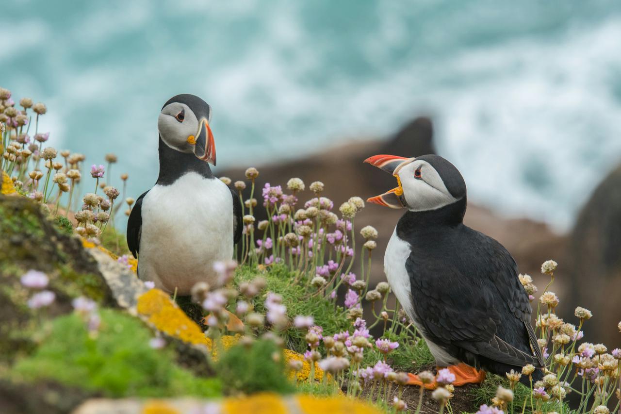 Puffin Talk on Saltee Island Great, one of my favourite spots on earth. See this picture also on Unsplash or in my categorie Birds.

The Saltee Islands are a pair of small islands lying 5 kilometres off the southern coast of County Wexford in Ireland. The two islands are Great Saltee (89 hectares) and Little Saltee (37 hectares). Both have been privately owned by the Neale family since 1943.